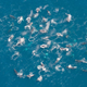 The growing whale army (Image: Findlay et al)